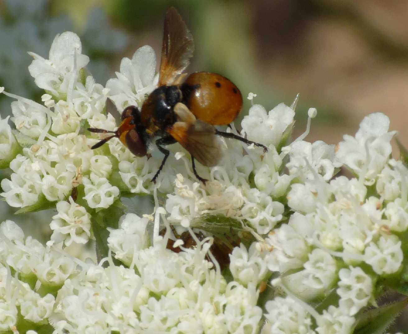 Dittero ignaro: Gymnosoma sp. (Tachinidae)